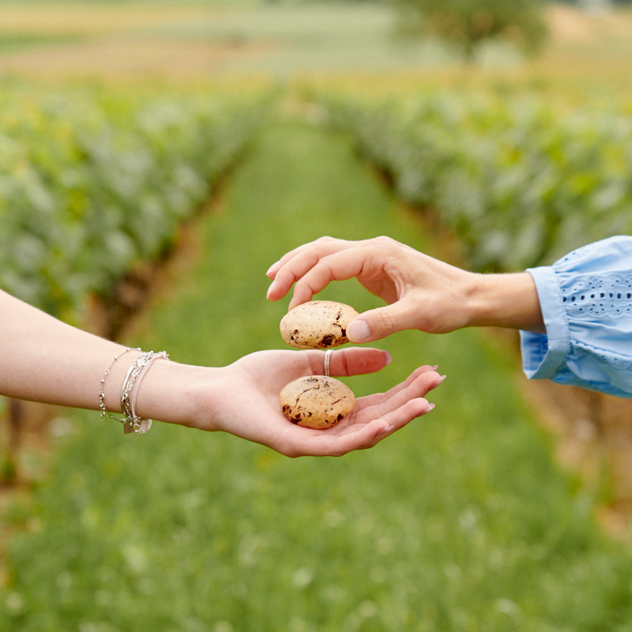 Délicieux biscuit au chocolat bio, sans gluten, sans lactose et sans sucre ajouté
